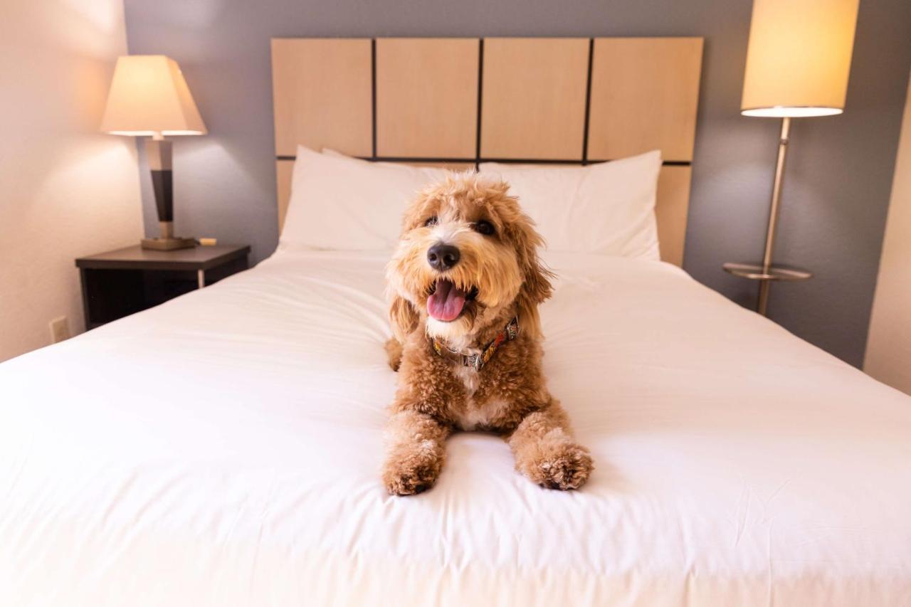 Sonesta Simply Suites Arlington Eksteriør billede